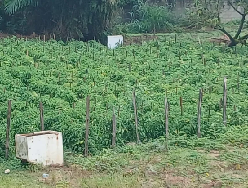 Agroécologie au Gabon