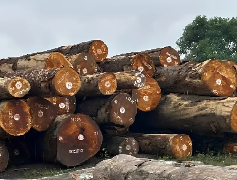 Grumes d'okoumé