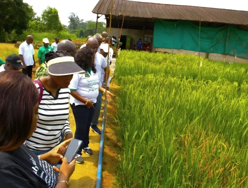Rizière à kougouleu