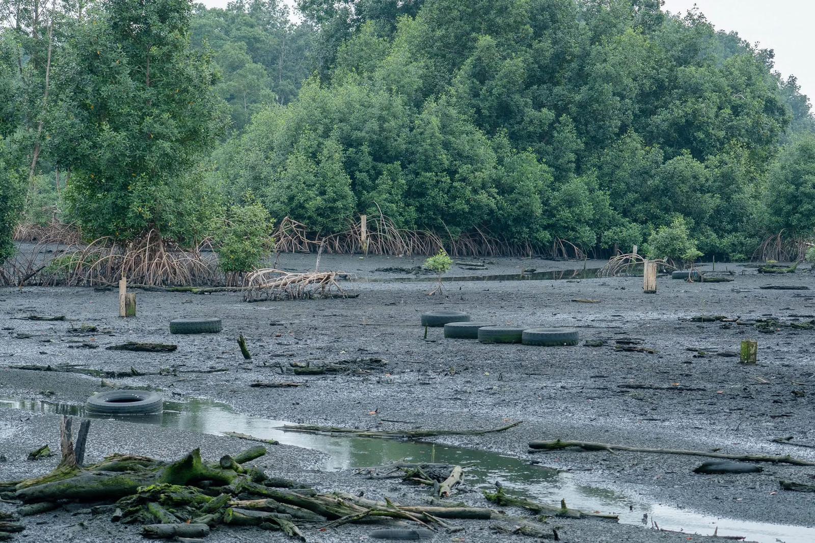 Mangrove de Mindoubé 