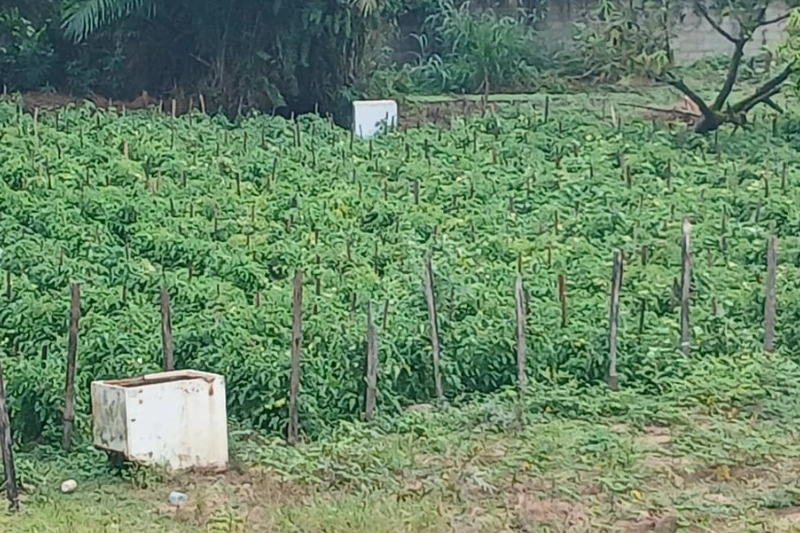 Bassin du Congo : l'agroécologie à l'avant-garde de la sécurité alimentaire