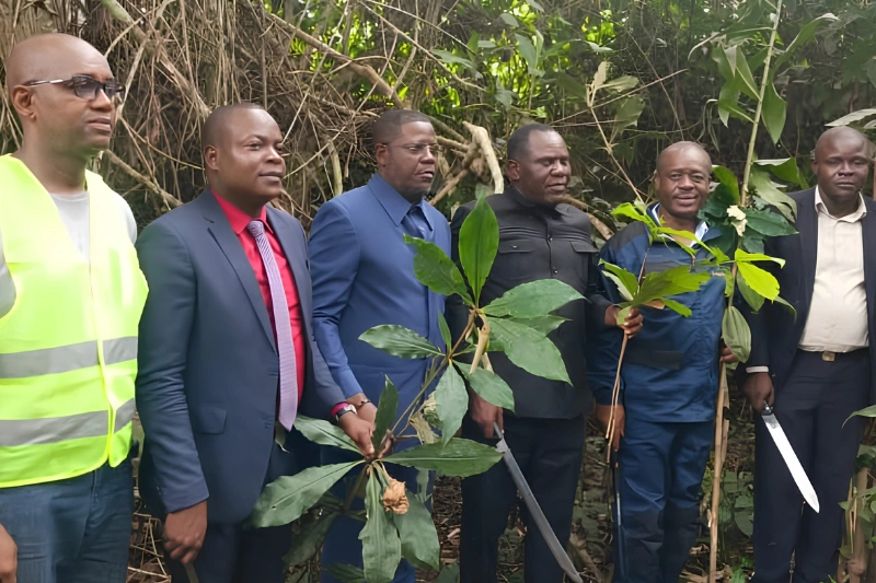 Okondja : la Caistab ressuscite la plantation de café d'Ondzeye