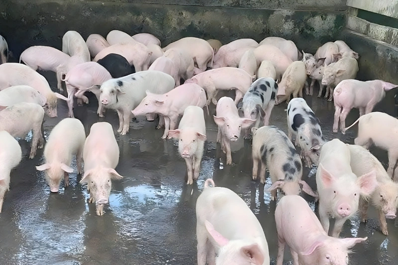 Filière porcine : le Gabon et l'ambition de souveraineté alimentaire