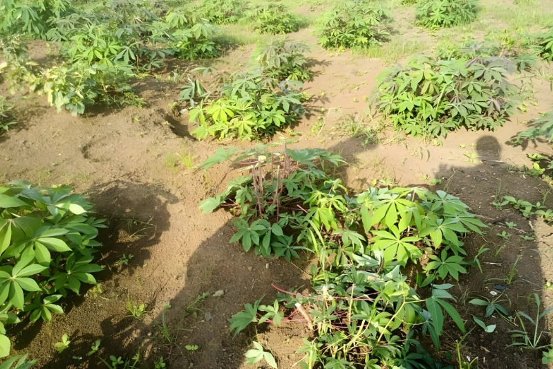 Franceville : les incursions d’éléphants inquiètent à Ouélé-Sucaf