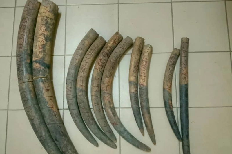 Les pointes d’ivoire saisies