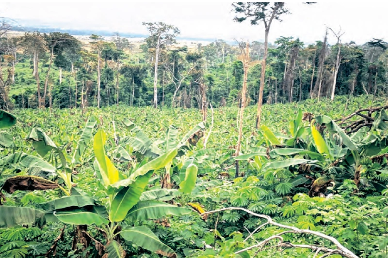 Nyanga : le secteur agricole en plein essor