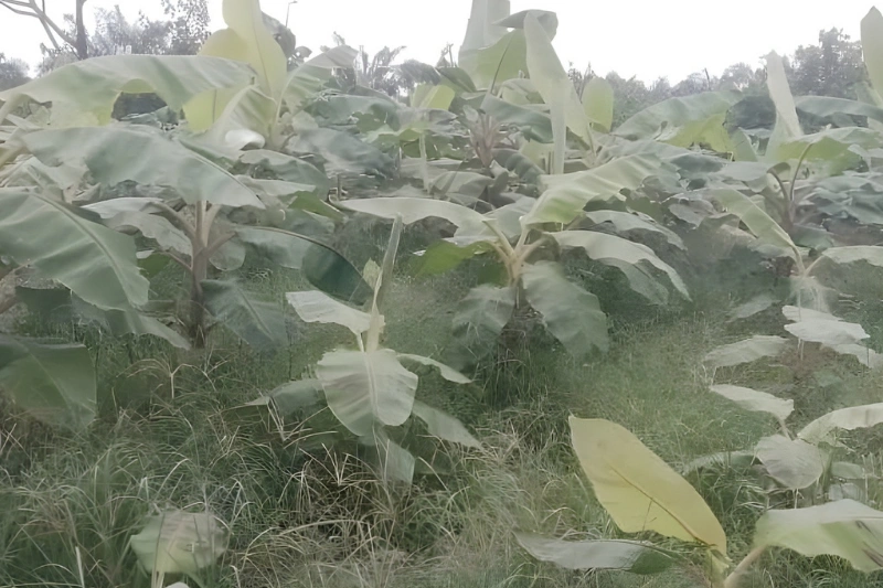 Makouké : les agriculteurs portent plainte contre les éléphants !