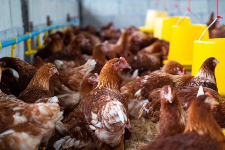 Poulet de chair : que va faire le Gabon ?