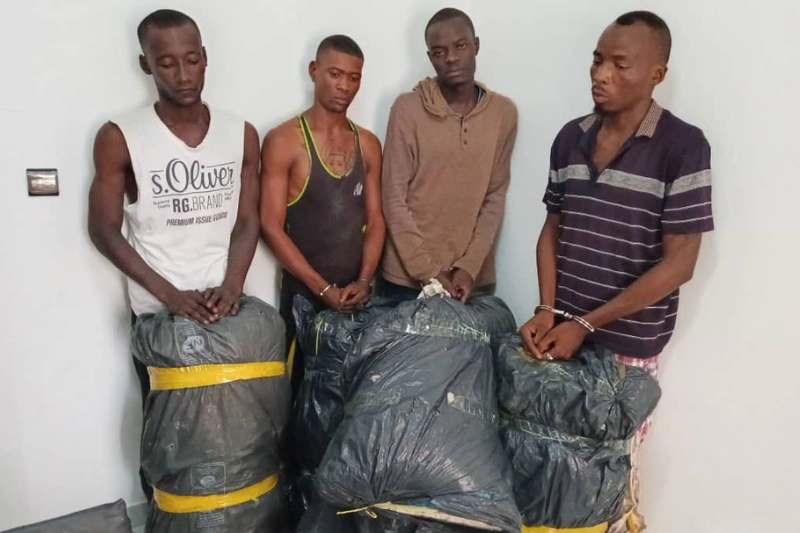 Présumés trafiquants de chanvre indien à Léconi