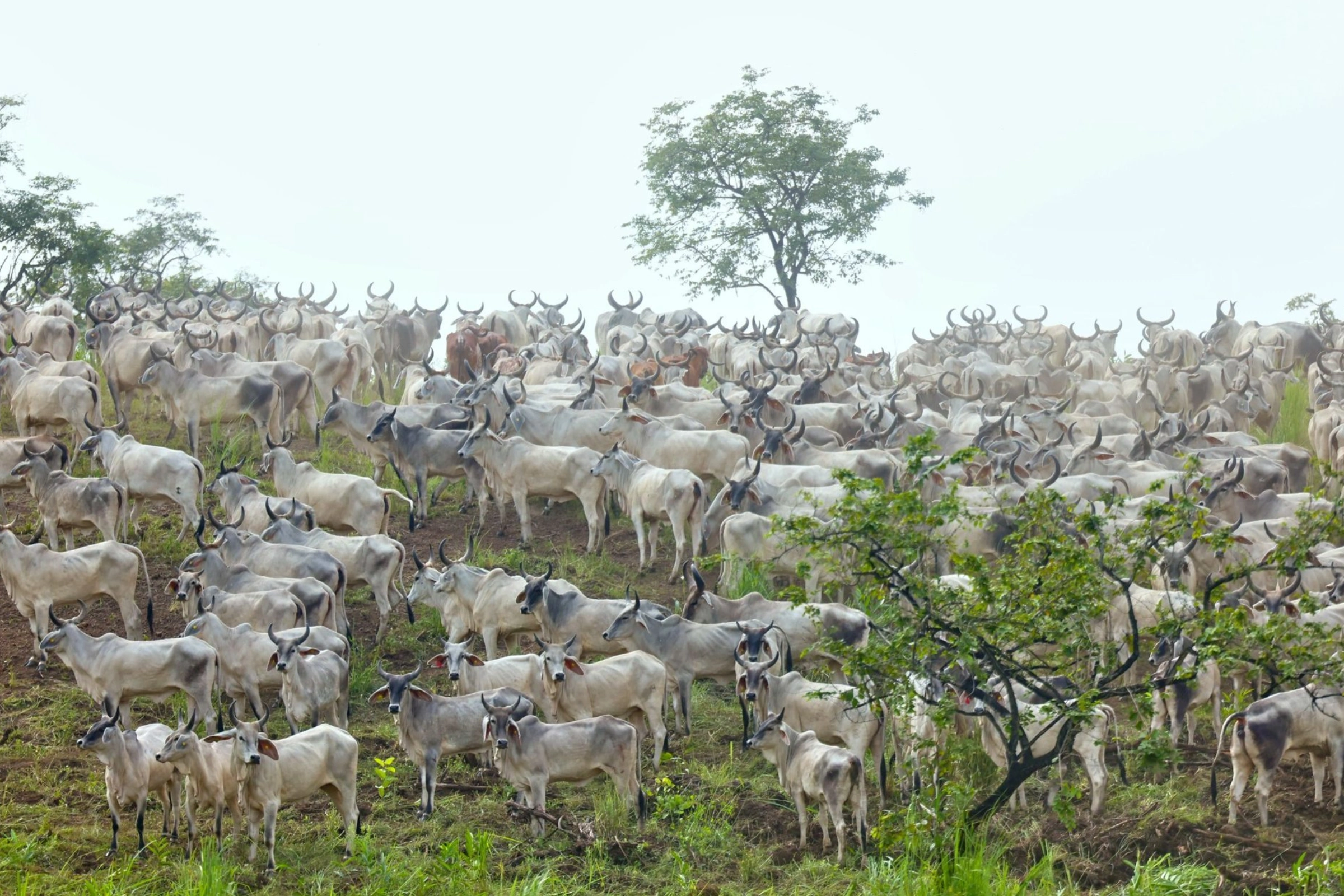 Les vaches du Brésil. © DR