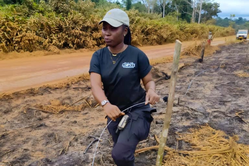 Conflit homme éléphant : des clôtures électriques mobiles pour protéger les cultures
