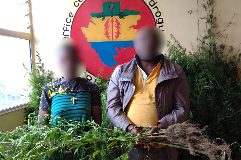 Les trafiquants présumés de cannabis du village Akok-Bong-Nseme