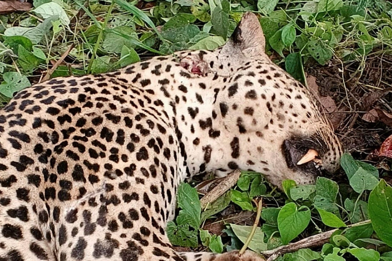 La panthère abattue à Ndangui