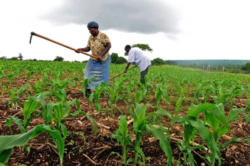Agriculture : les directives pour améliorer la souveraineté alimentaire