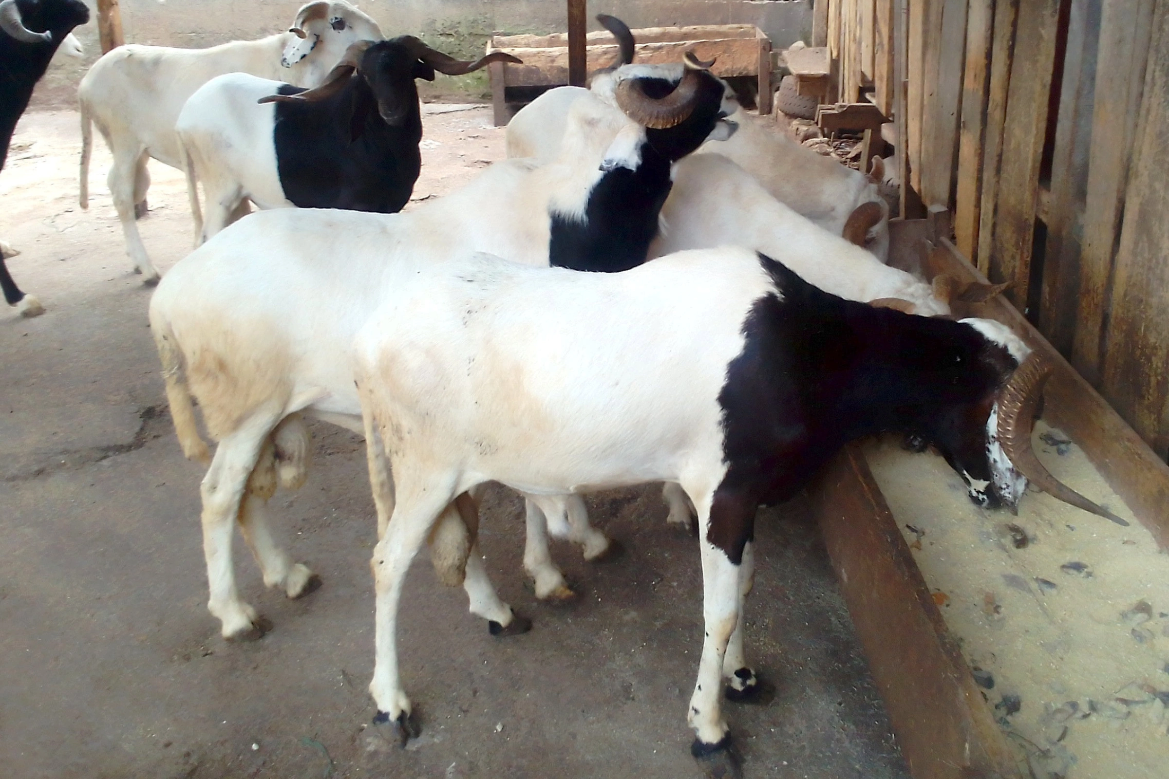 Élevage : réflexion autour de l'éradication de la peste des petits ruminants