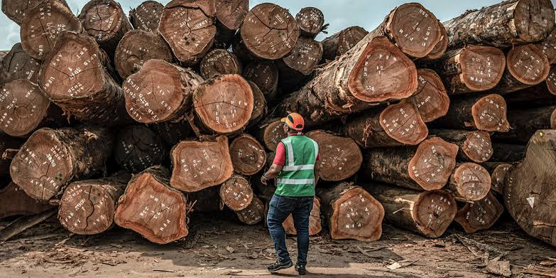 Forêt-Bois : 20 milliards pour relancer la filière