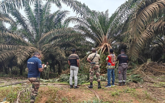 Une des plantations d'olam gabon détruit par des éléphants. © DR