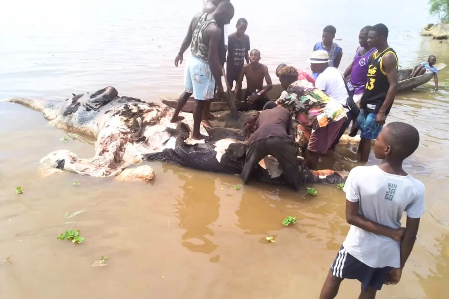 Un instantané du dépeçage du pachyderme par les riverains. © DR