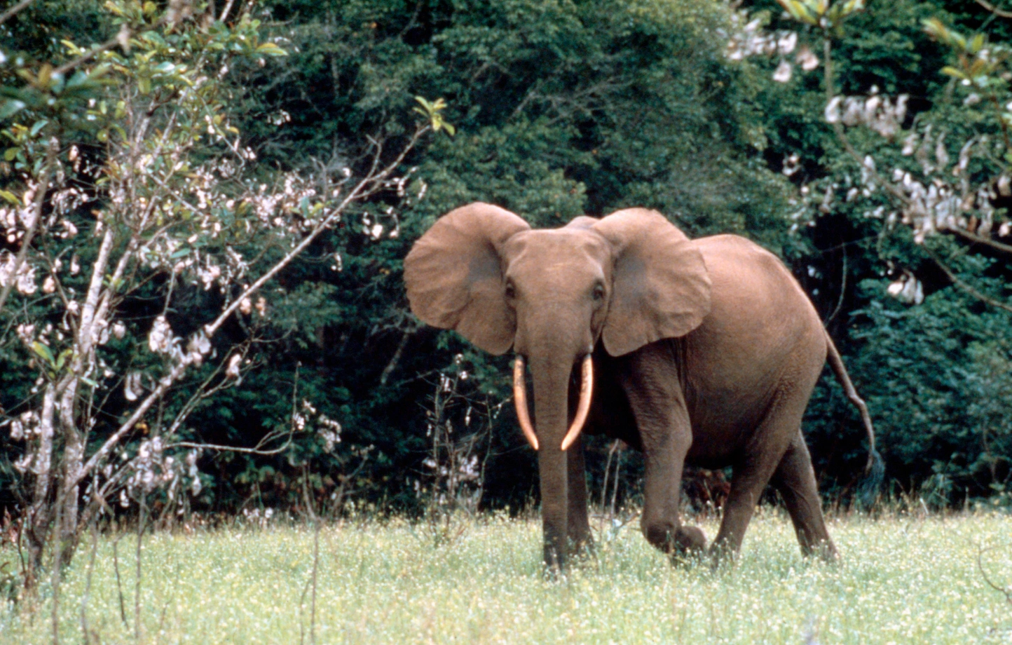 Eléphant de forêt au Gabon © DR