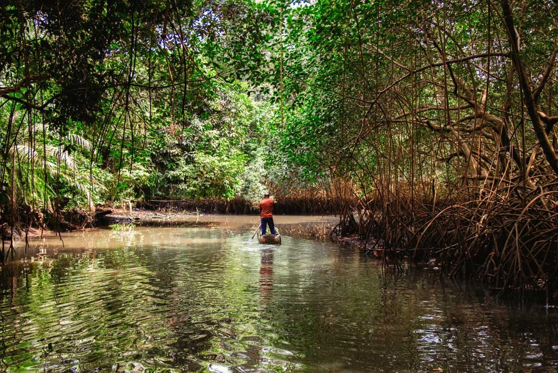 mangroves-biodiversite-gabon-sonier-issembe