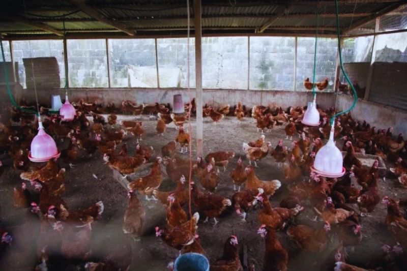 Production locale de poulet : six fermes en construction