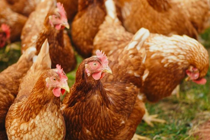 Production de poulets de chair : La provende au cœur des préoccupations. © DR