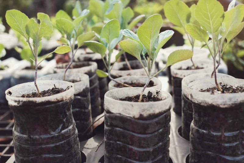 Agriculture urbaine : la bouteille plastique, l'atout oublié
