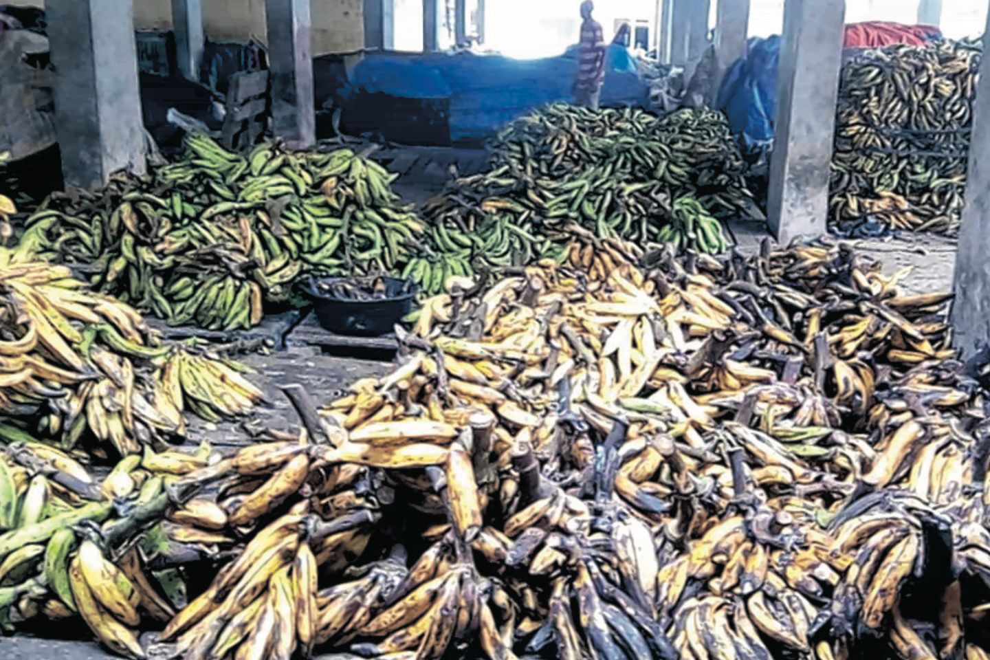 Banane importée du Cameroun : inquiétudes autour de manipulations chimiques présumées