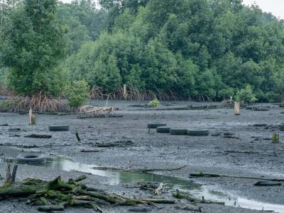 Mangrove de Mindoubé 