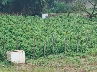 Agroécologie au Gabon