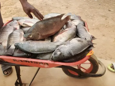 Carpe de lambaréné