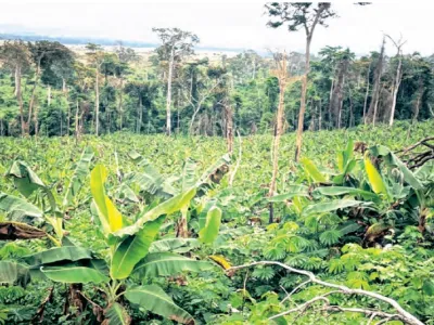 Une vaste plantation de banane à Dilemba, dans le département de Mongo