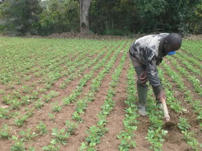 Agriculture : où sont passés les milliards pour le "site fantôme" de Port-Gentil ?