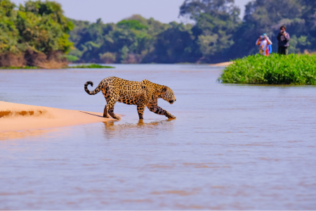 Biodiversité : la faune sauvage africaine en déclin massif