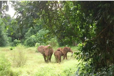 une vue des éléphants 