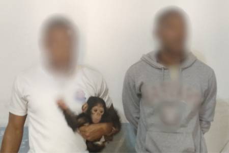 Port-Gentil : deux trafiquants présumés de primates arrêtés © DR