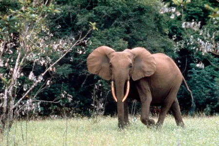 Eléphant de forêt au Gabon © DR