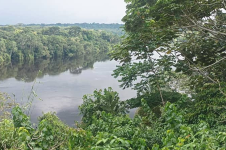 Forêt équatoriale Afrique centrale 