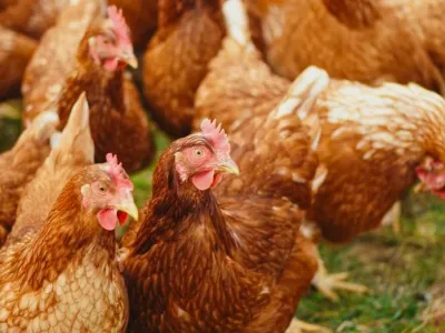 Le gouvernement veut booster la production avicole. © DR