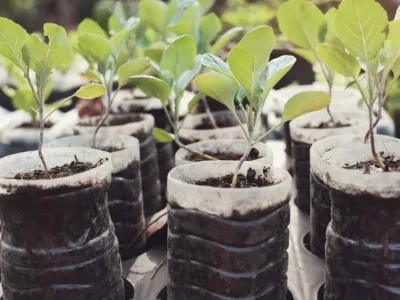 Semis dans des bouteilles plastiques