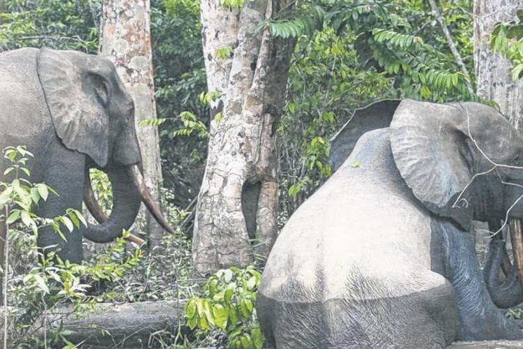 Makokou : un sexagénaire tué par un éléphant à Iyoko-Ngota