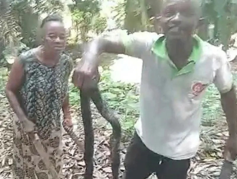 Cobra abattu à Koulamoutou
