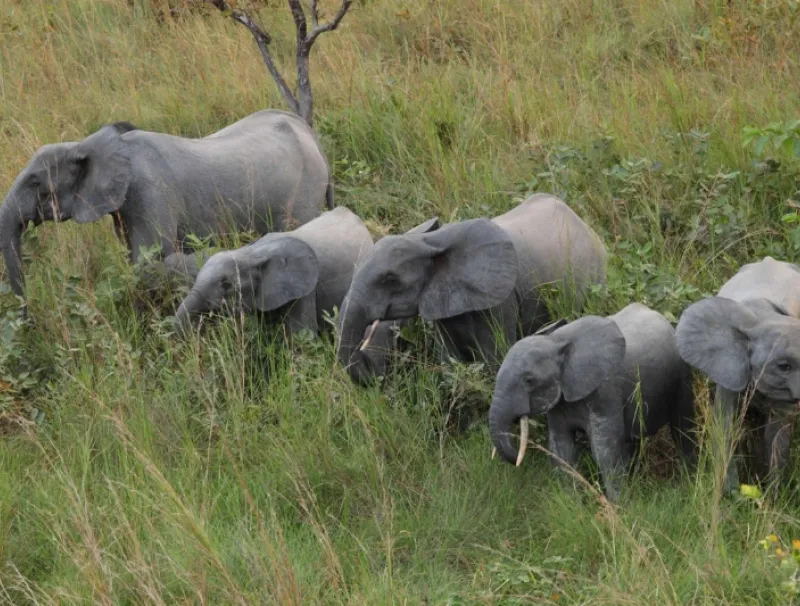 Groupe d'éléphants de la Lopé