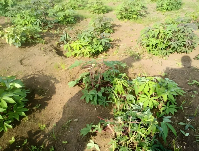 Exploitation agricole dévastée par les pachydermes 