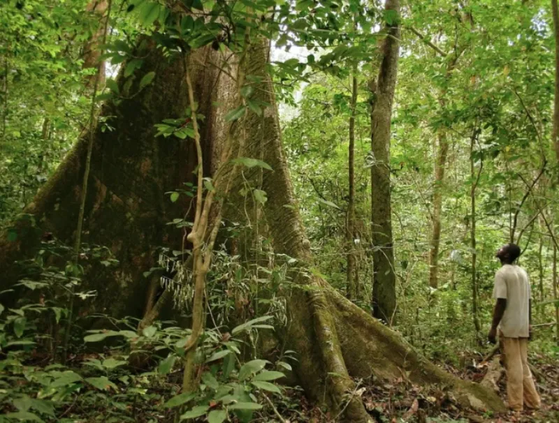 Production forestière : l’Ogooué-Lolo et l’Ogooué-Ivindo en tête en 2024
