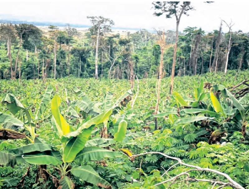 Une vaste plantation de banane à Dilemba, dans le département de Mongo