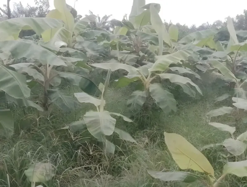 Plantation à Makouké
