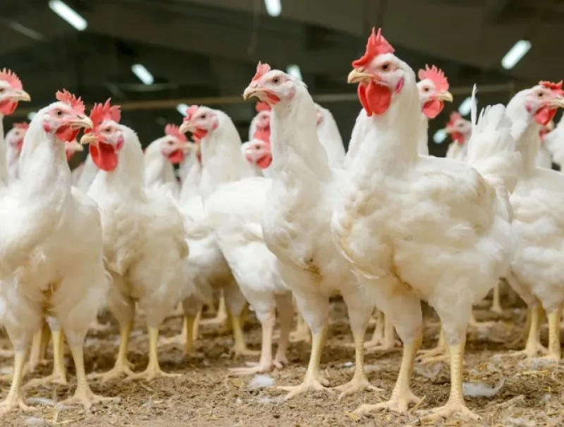 Poulet de chair