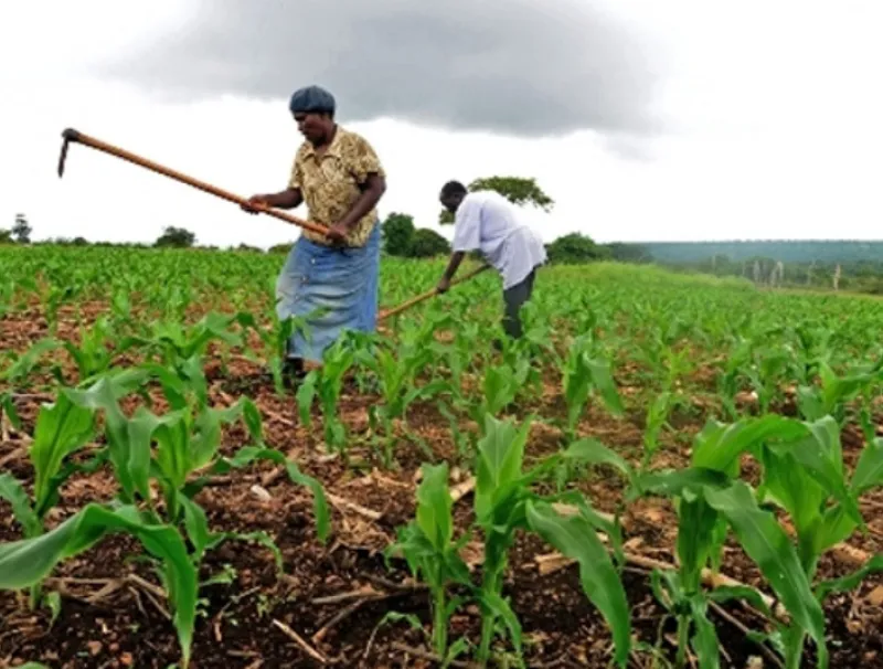 L'agriculture au Gabon. © DR