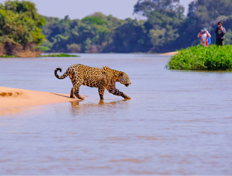 Biodiversité : la faune sauvage africaine en déclin massif